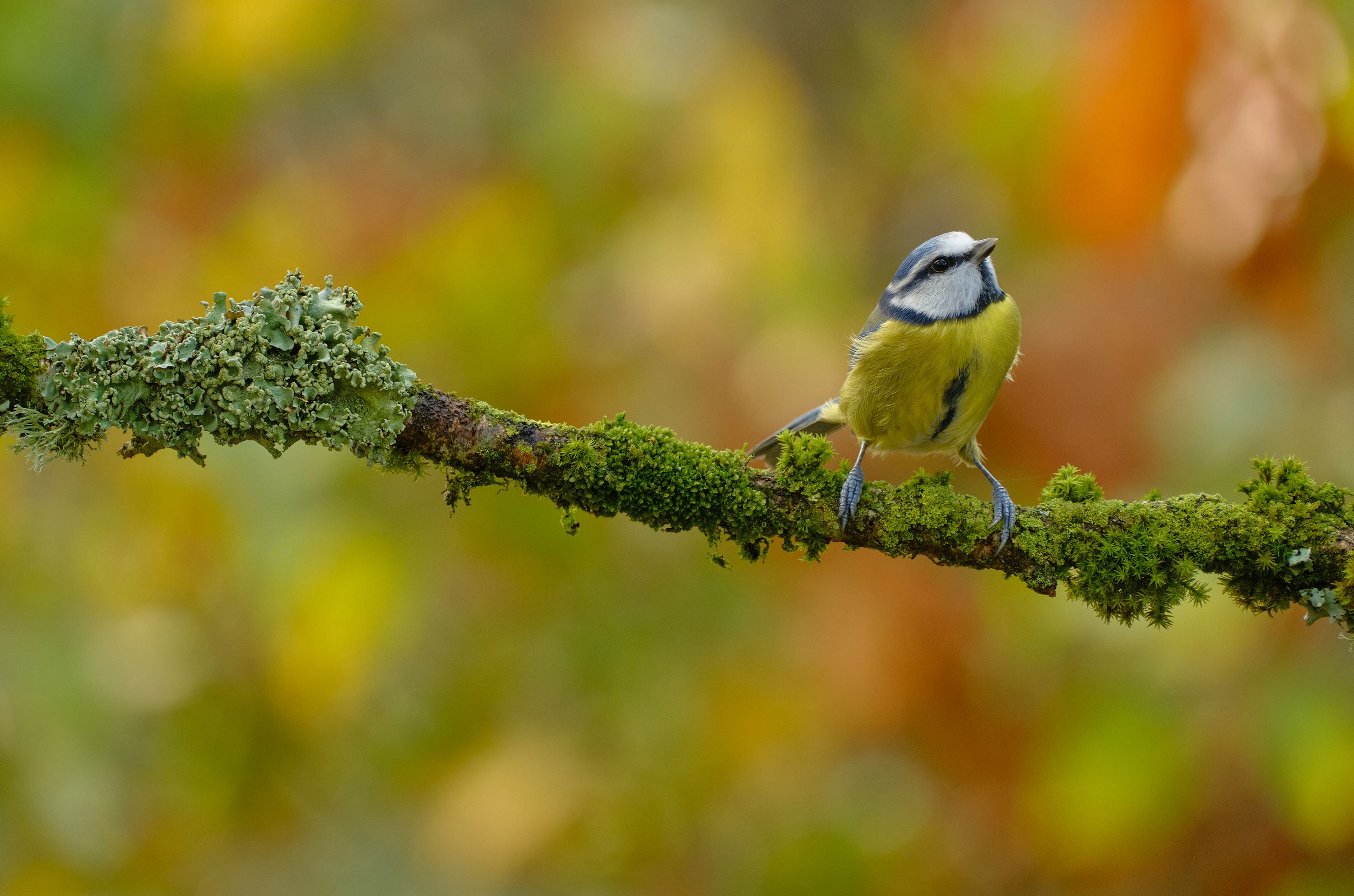 Fujifilm Fujinon XF 70-300 obiektyw Notopstryk